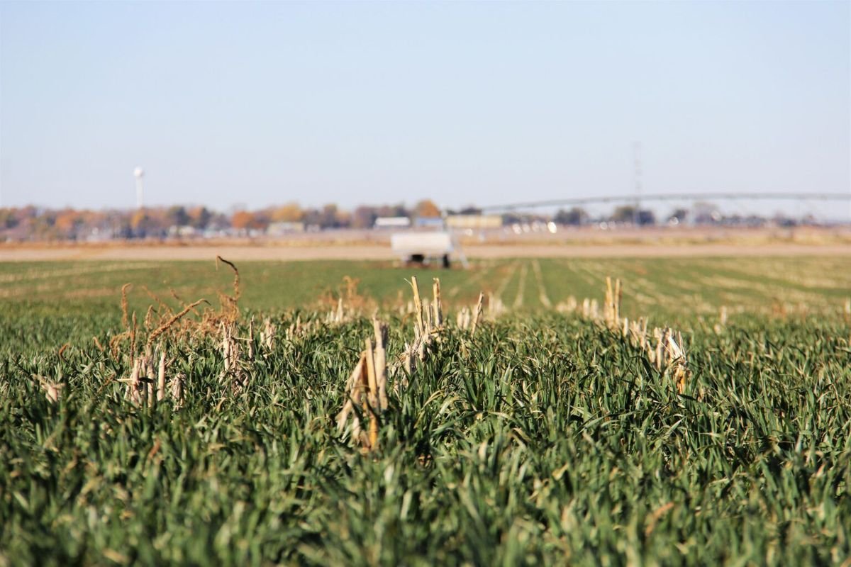 NE-cover-crops-1536x1024