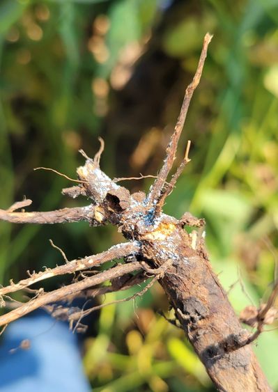 Fungal growth on pulled sudden death syndrome root. In some cases this blue growth is not present or appears more gray. Source